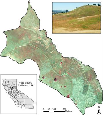 Opportunities and Constraints in Characterizing Landscape Distribution of an Invasive Grass from Very High Resolution Multi-Spectral Imagery